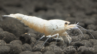 Pure White Line shrimp